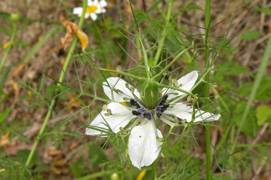 Ventocoris rusticus